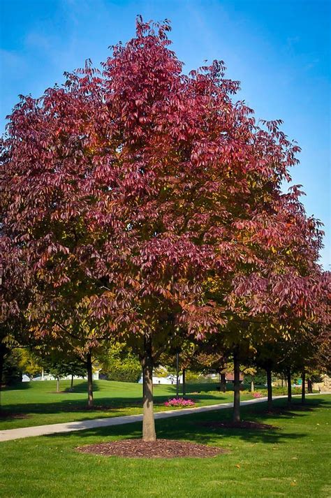 autumn purple ash tree|purple ash tree for sale.